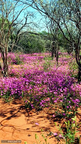 Pink Wildflowers, WA. 